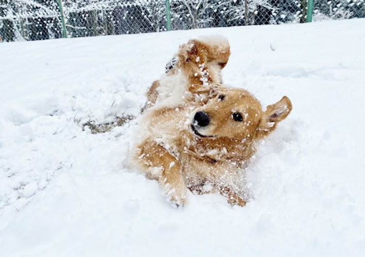 雪の中で遊ぶこなすちゃんの写真