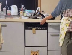 台所で落ち着く犬　飼い主が食洗機を引き出すと？　「シンデレラフィット」「まさに置物」