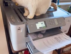 コピー機の上の猫の写真