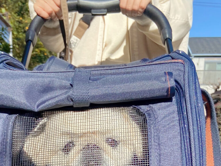 ペキニーズの写真