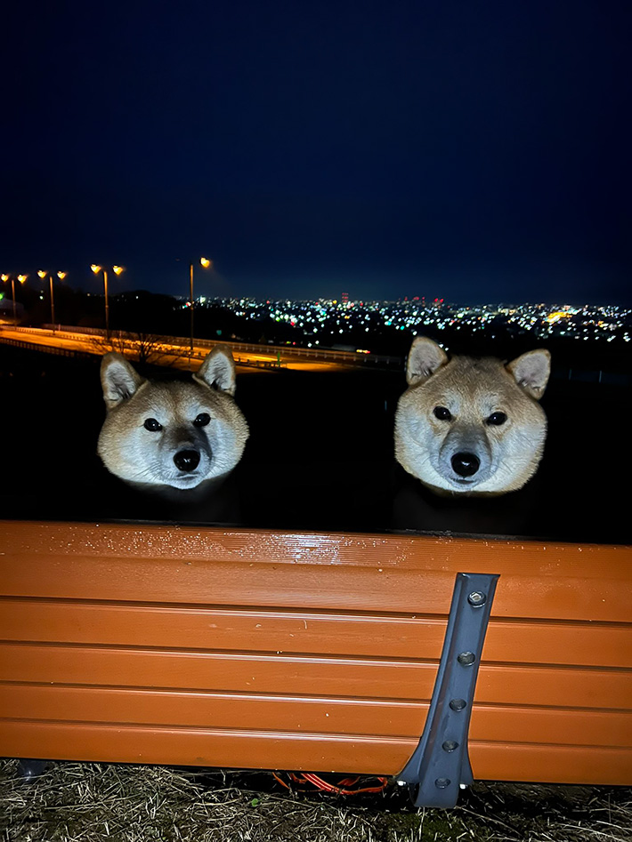 ２匹の柴犬の画像