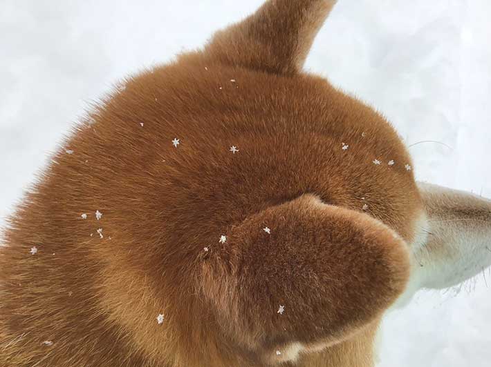 柴犬の瑚子ちゃんの頭に乗る雪の結晶の画像1