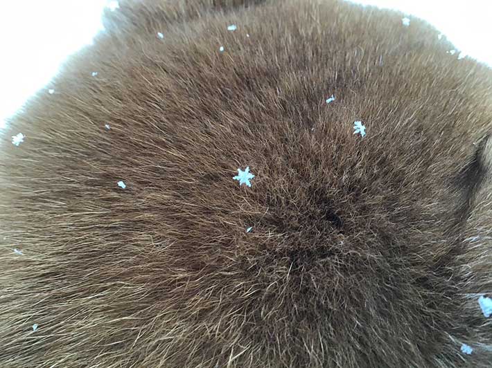 柴犬の瑚子ちゃんの頭に乗る雪の結晶の画像2