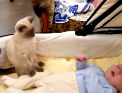 新米ベビーシッターの猫ちゃん、はしゃぐ赤ちゃんを前にオロオロ！