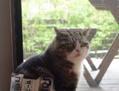 ビール箱大好きな猫の写真