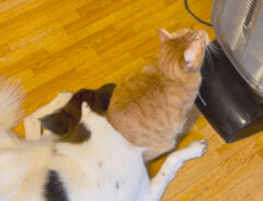猫のターコロくんと犬のアグちゃんがストーブの前で暖をとる写真