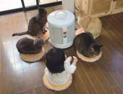 新しいストーブを囲む５匹の猫　よく見ると…？「まったく気づかなかった！」