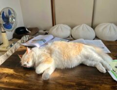 スマホを枕にする猫の写真