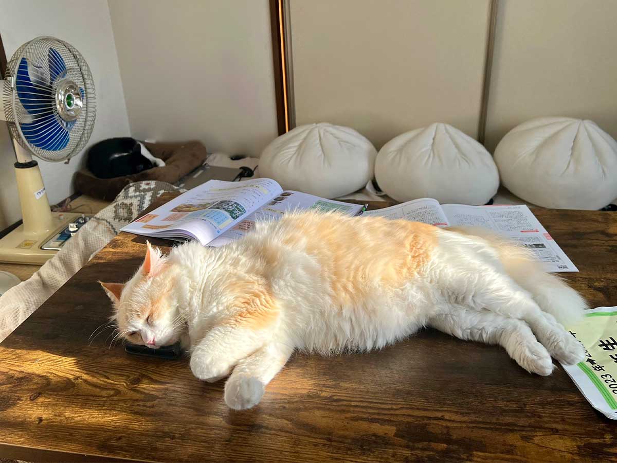 スマホを枕にする猫の写真