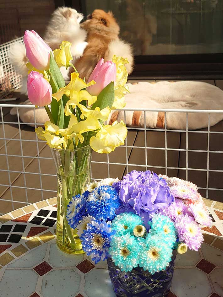 花と犬の写真