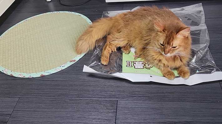 袋の上に寝そべる猫の画像