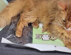 「気に入ってくれて嬉しい！」　猫用の畳を購入した飼い主　写真に、ツッコミ不可避