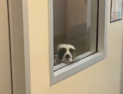 「涙が出た」　窓の外を見つめる、悲しそうな保護犬　動画が拡散された翌日…？