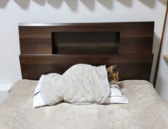 枕を占拠する猫の写真