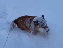 雪を被る柴犬の画像