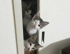 子猫トーテムポール写真