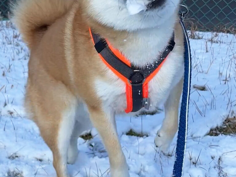 柴犬と雪合戦がしたい飼い主 まさかの結果に「違う、そうじゃない」「そっちかーい！」 – grape [グレイプ]