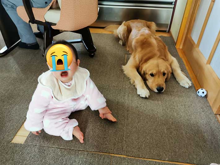 赤ちゃんと犬の写真