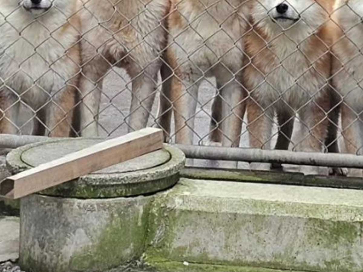 秋田犬と豆柴の写真