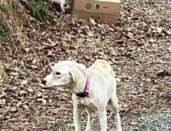 田舎道で見つかった、犬と段ボール箱　箱の中身に怒りの声が殺到　「人間のくずだ」