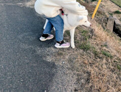 秋田犬の散歩を特訓する小学生　車が近付いてくると…「大正解」「飼い主の鑑」