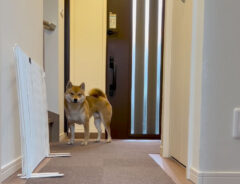 玄関で待つ柴犬のトンくんの写真