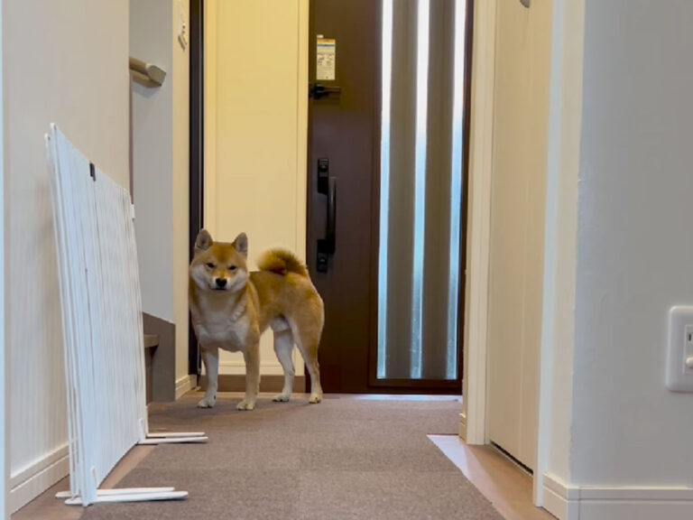玄関で待つ柴犬のトンくんの写真