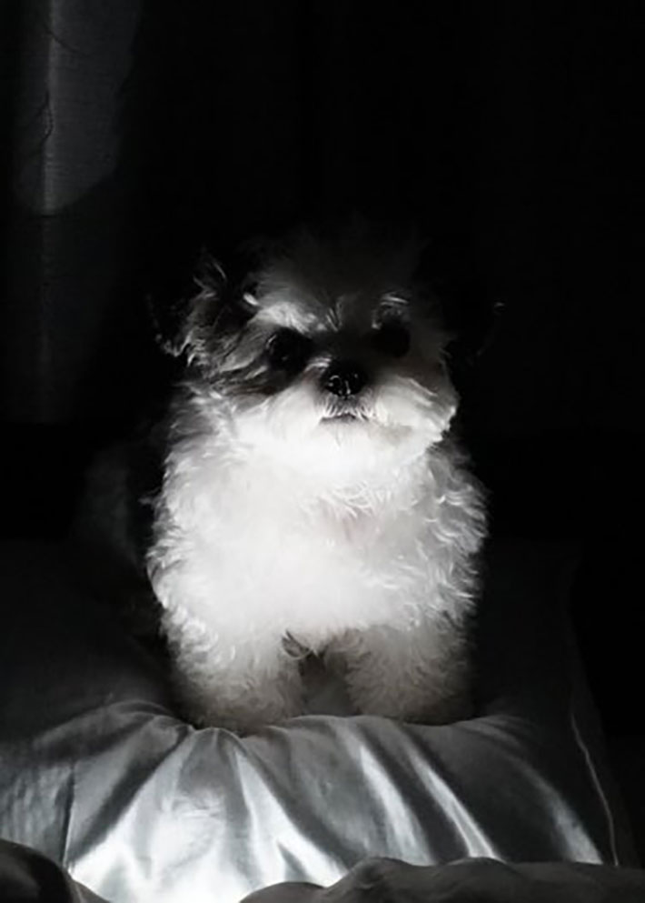 犬がライトで照らされている写真