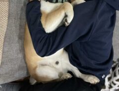 柴犬の寝落ち写真