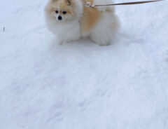 「犬はしょんぼり庭駆け回らず…」　雪を間近で見たポメラニアンの反応が？