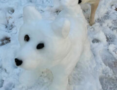 柴犬の雪像と柴犬の画像