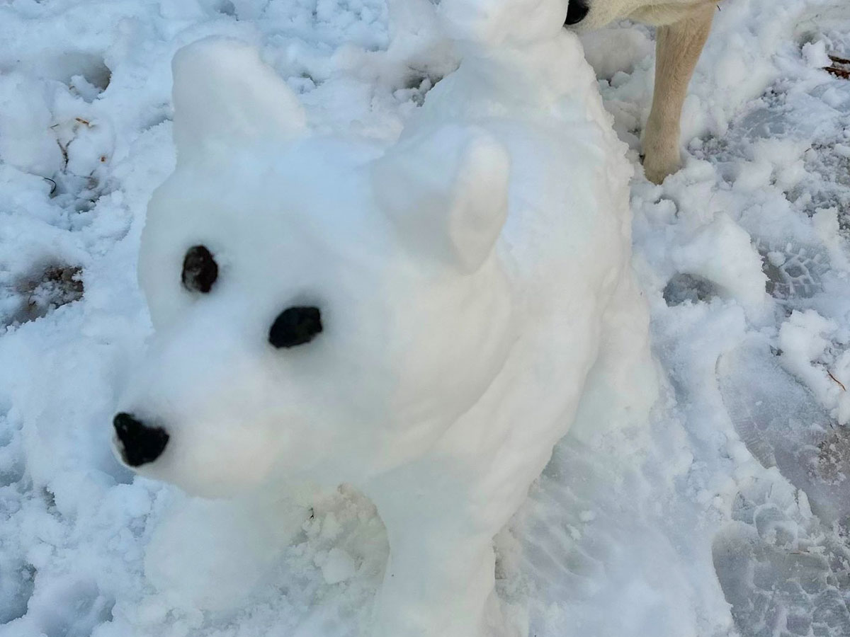 柴犬の雪像と柴犬の画像