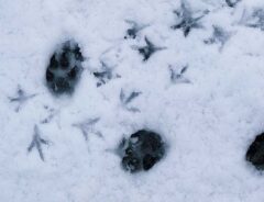 雪の日の足跡写真
