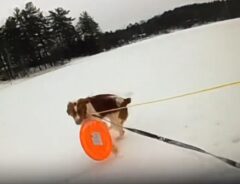 愛犬のお手柄！　凍った湖に落ちた男性の救助劇に感動の声　「鳥肌が立った」