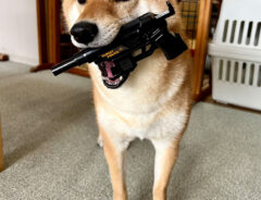 拳銃のオモチャをくわえる柴犬の写真