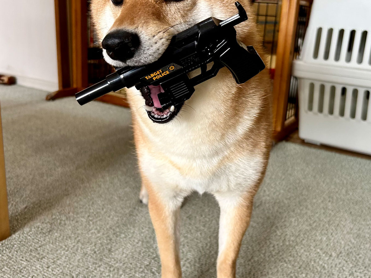 拳銃のオモチャをくわえる柴犬の写真