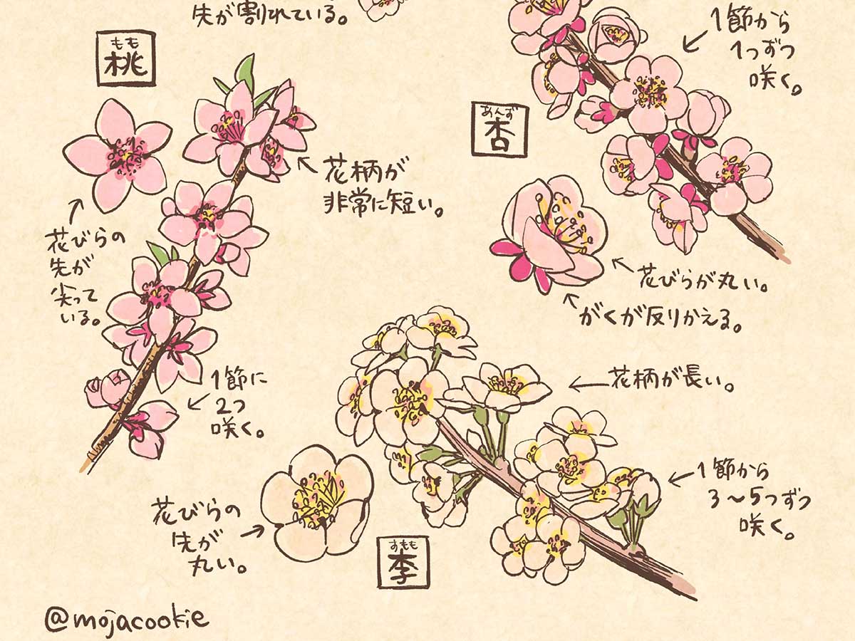 春の花のイラスト画像
