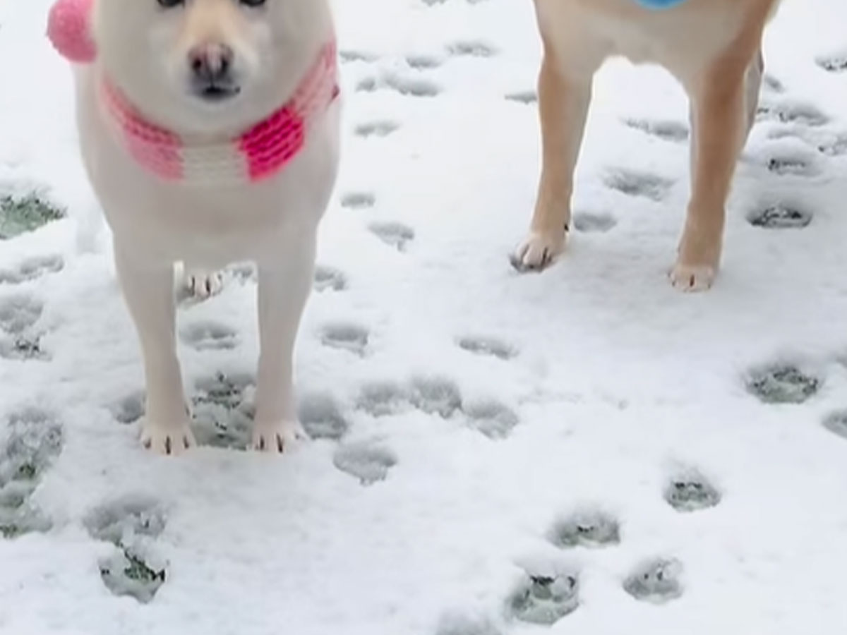 柴犬と雪の写真
