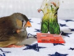 鳥と細川たかしのアクスタ写真