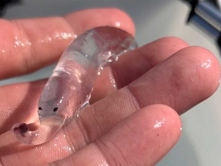 なんだこりゃ！ 謎の生き物に１９万いいね「こんな生き物がいるんだ」「愛くるしい顔」 – grape [グレイプ]