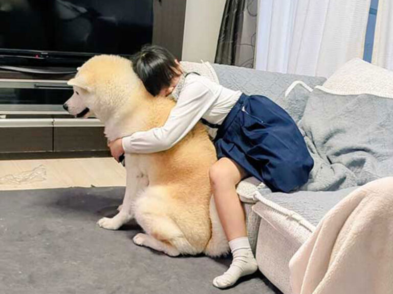 秋田犬に抱きつく小学生