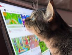 iPadで鳥の動画を見ている猫　次の瞬間？　「天才か」「ちょっと怖い」