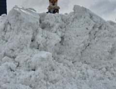 雪の上からのぞく柴犬写真