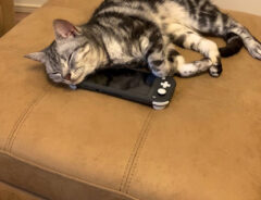 Switchの上で眠る猫の写真