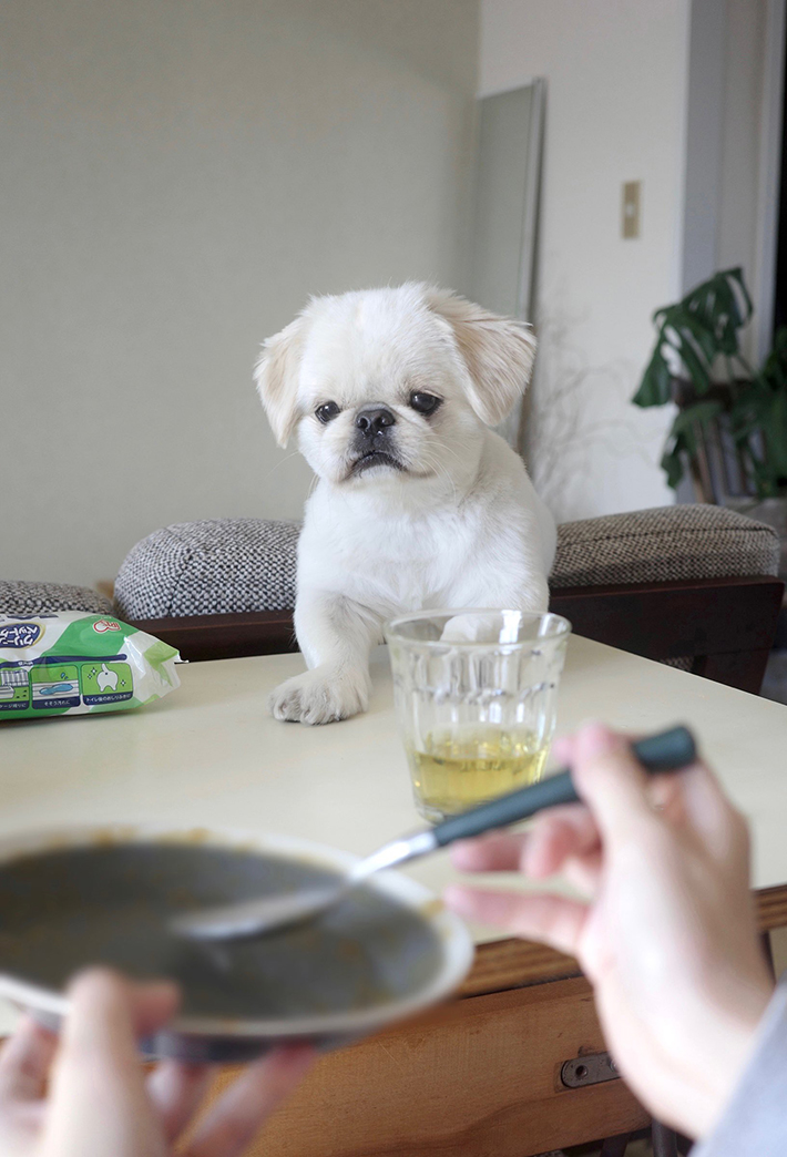食器の行方を見守る犬の写真