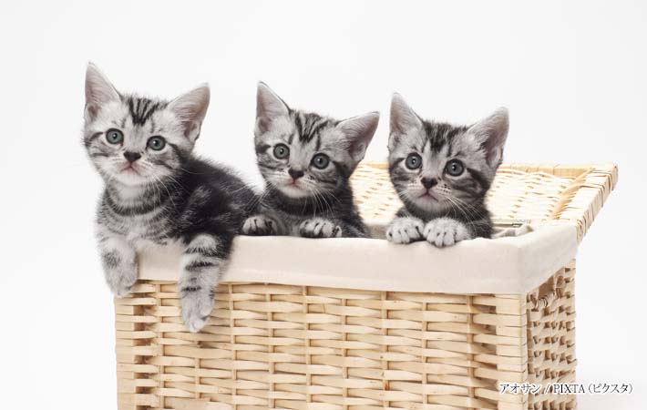 ３匹の子猫の写真