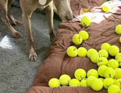 テニスボールを１００個もらった犬　表情に「じわじわくる」「３分に１回見て笑ってる」