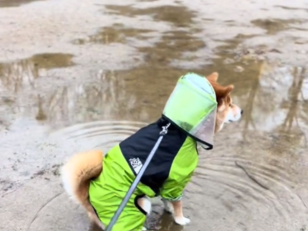 水たまりと柴犬の写真