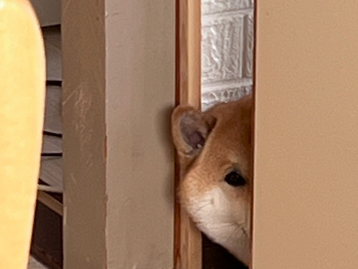 ドアから覗く柴犬の写真