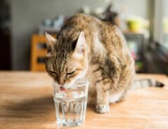 どこ見てるの…？　飼い主のグラスで水を飲む猫の『顔』に吹き出す！